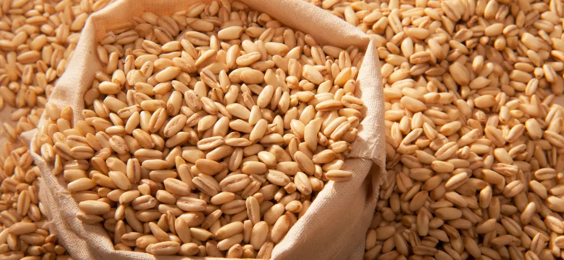 The Increasing Demand of Barley