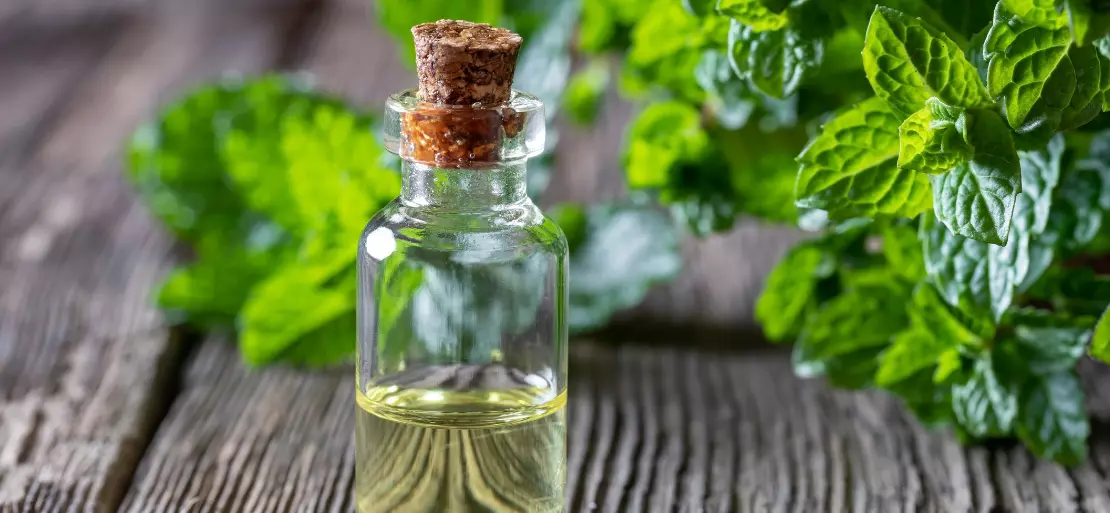 Peppermint Oil and an Overview of its global Market