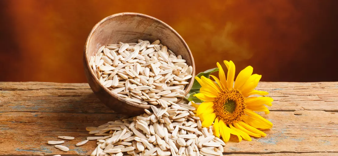 Sunflower Seeds Advantages, Usages and Market Trend