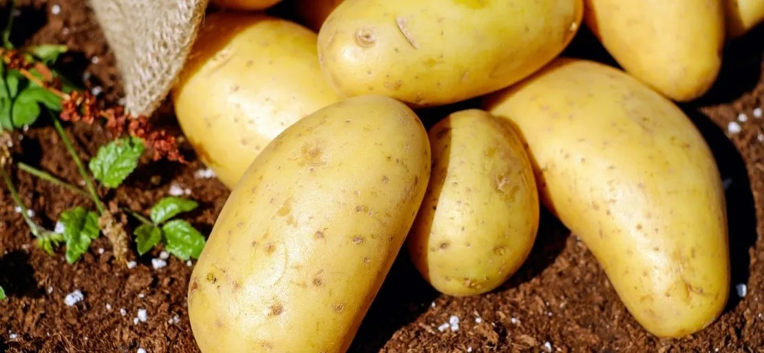 World’s Third most Major Food Crop is Potatoes