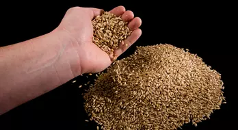 After a Drop in Production Last Year the Malting Barley Industry