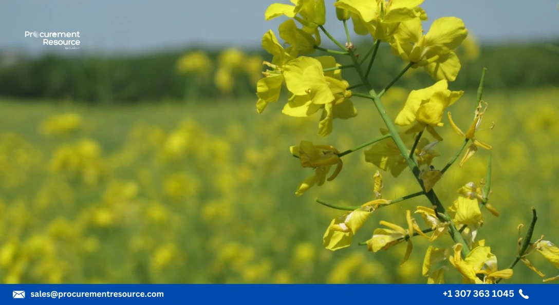 India Seeks Opportunity In Its Lower Rapeseed Meal Prices