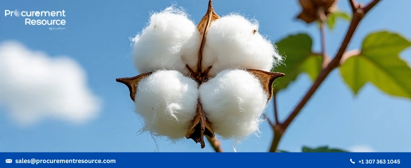 Cotton prices recently witnessed a rise in prices amid improvement in demand