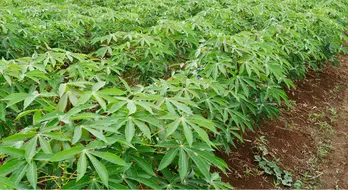 Cambodia Exports 400,000 metric tonnes of Cassava to China's South-West