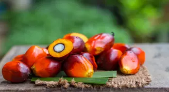 Low Demand and Increased Production may Lead to The Fall in Palm Oil Prices