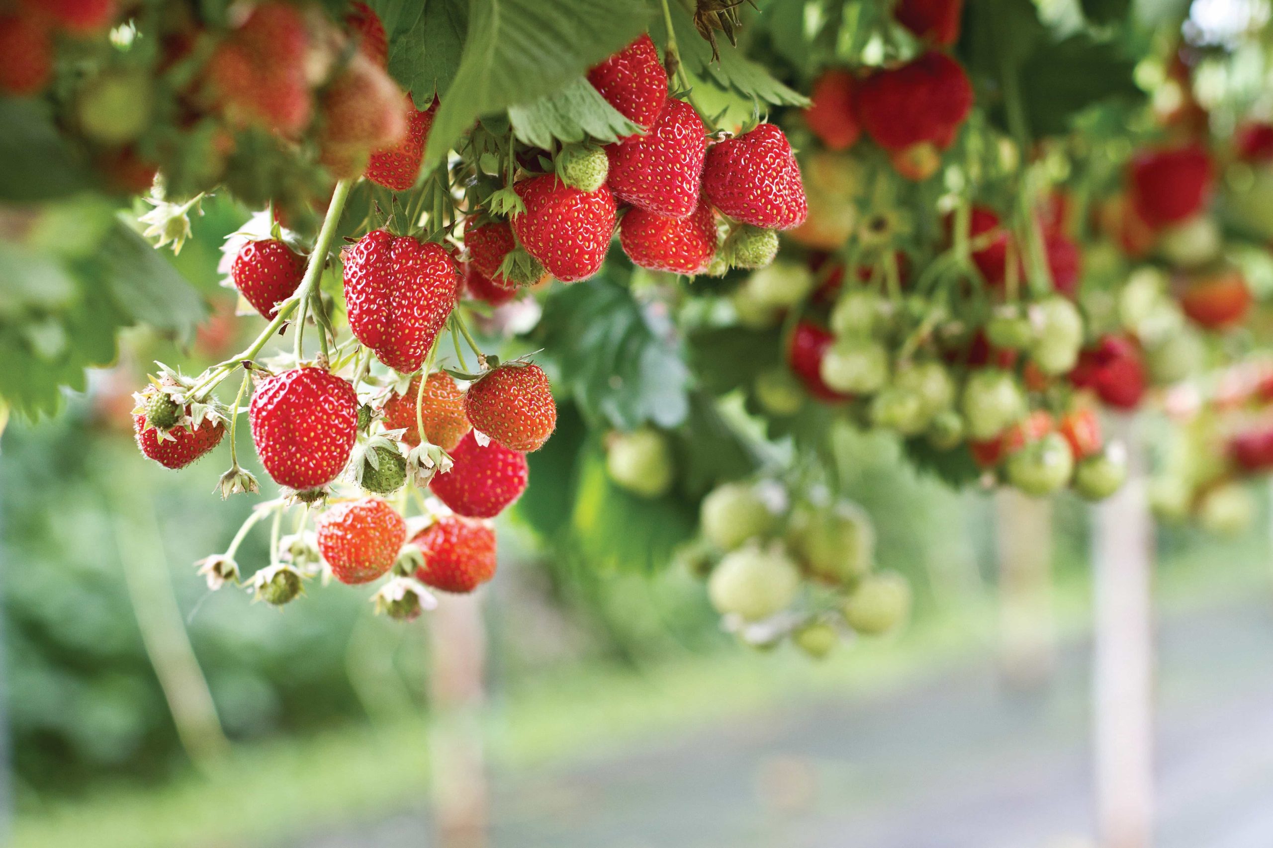 California Strawberries Witnessed Extension of Cultivation Land along with the Increase in Demand