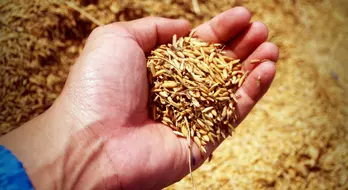 Prices for Coarse Grains Are Mixed