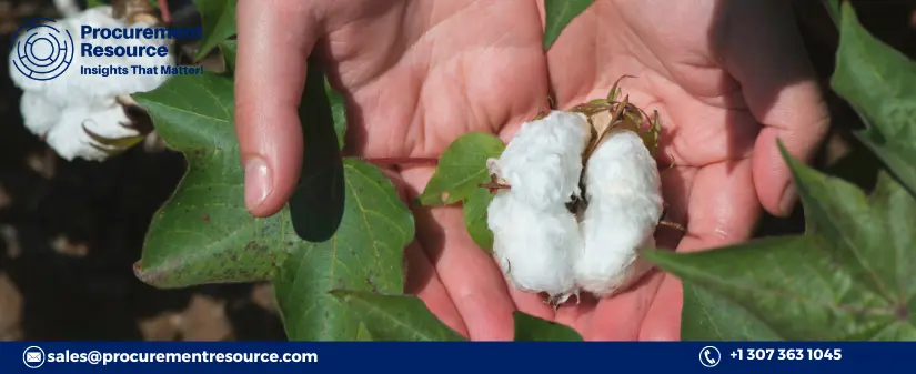 Cotton in Haryana