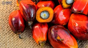 Palm Oil Prices are Likely to Slide Further