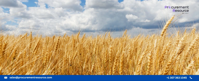 India procurement for wheat has risen