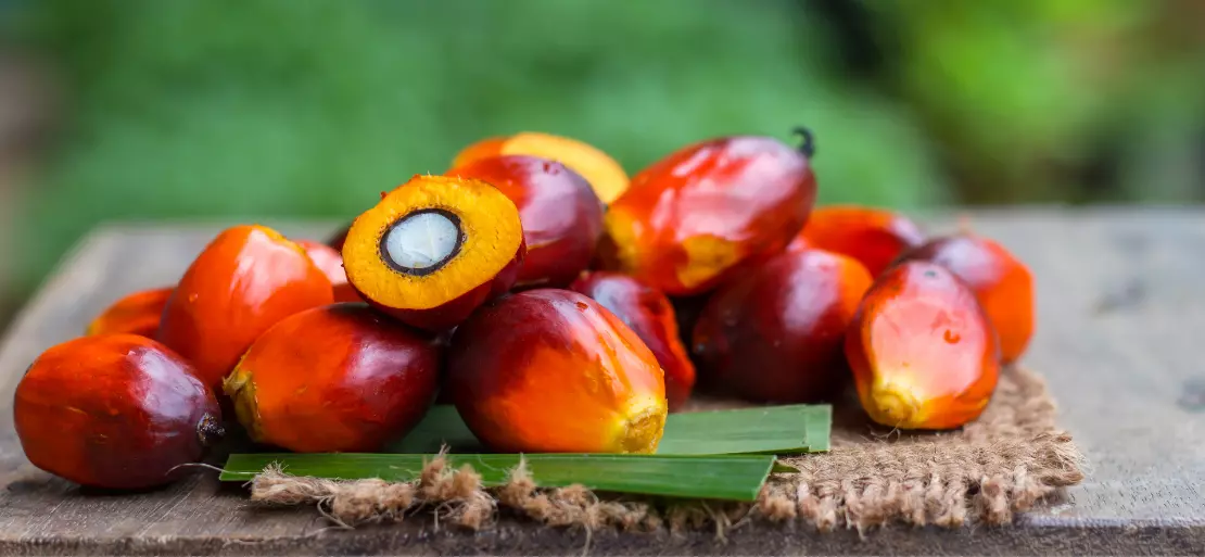 Low Demand and Increased Production may Lead to The Fall in Palm Oil Prices