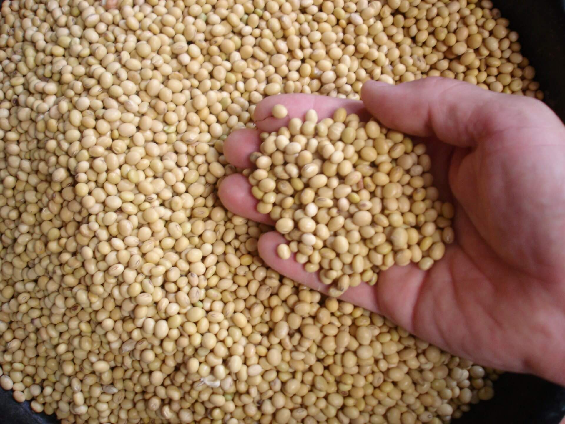Soybean Prices are Rising as the Prognosis for South America Worsens
