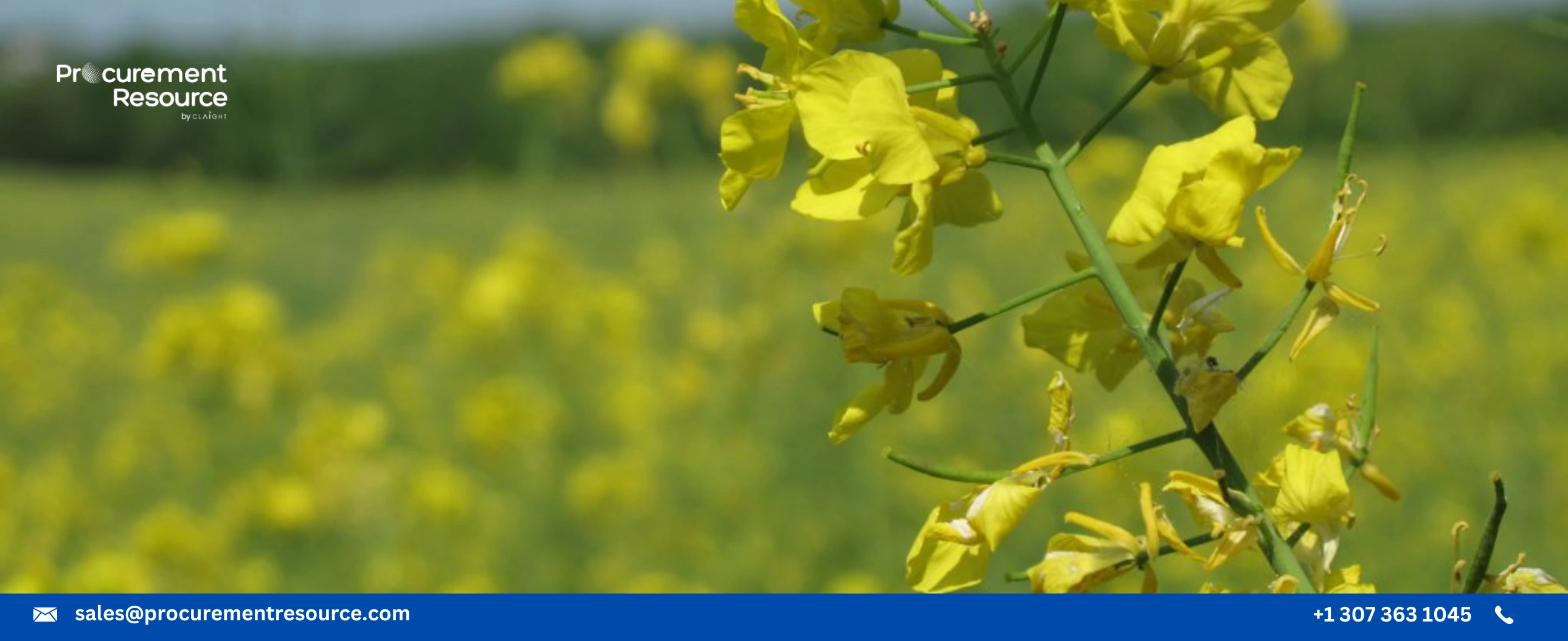 India Seeks Opportunity In Its Lower Rapeseed Meal Prices