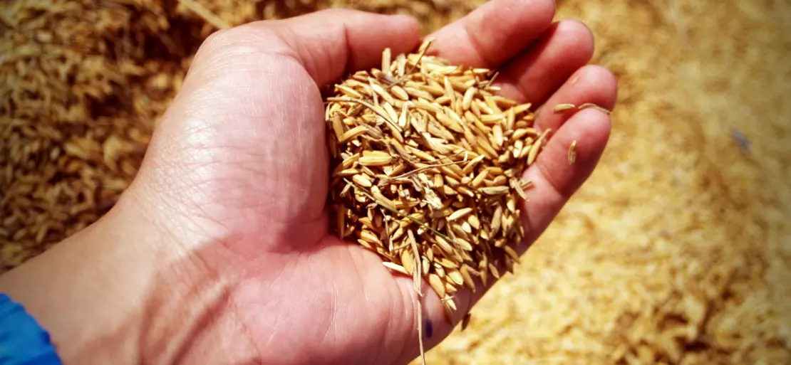 Prices for Coarse Grains Are Mixed